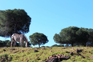 Zebra sahada. Yakın plan.