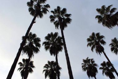 Güzel palmiye ağaçları sahnesi