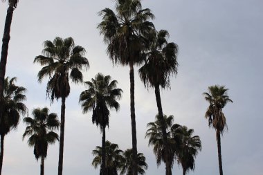 Güzel palmiye ağaçları sahnesi