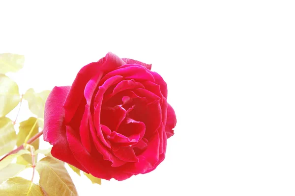 Ładny Czerwony Róża Zdjęcie Szczegółowo — Zdjęcie stockowe
