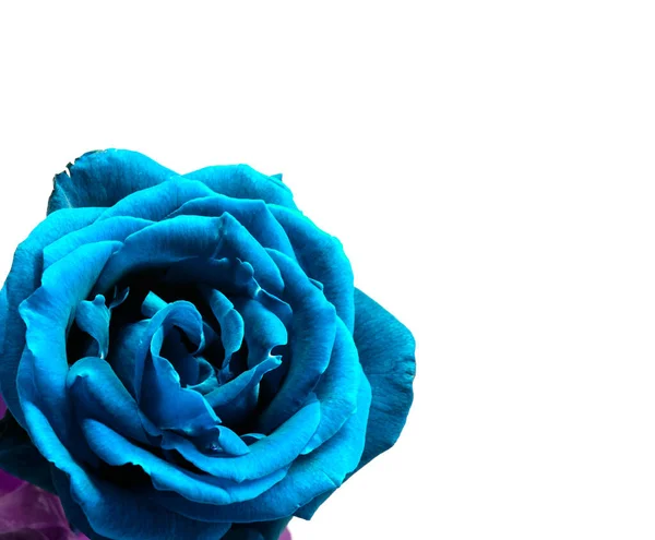 Nice Blue Rose Photo Detail — Stock Photo, Image