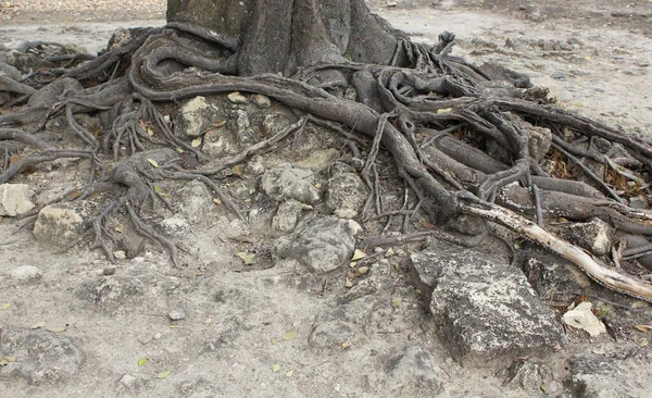 Vintage Roots Tree Close — Stock Photo, Image