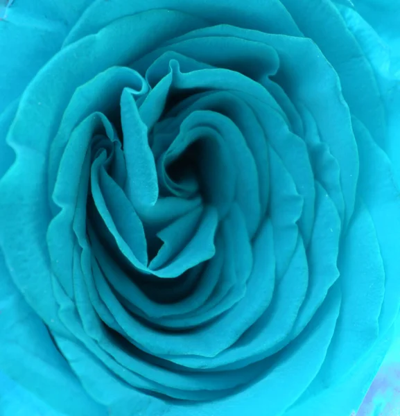 Ładne Dekoracyjne Róża Zbliżenie — Zdjęcie stockowe