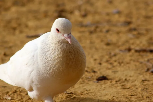 Taube Sandboden Aus Nächster Nähe — Stockfoto