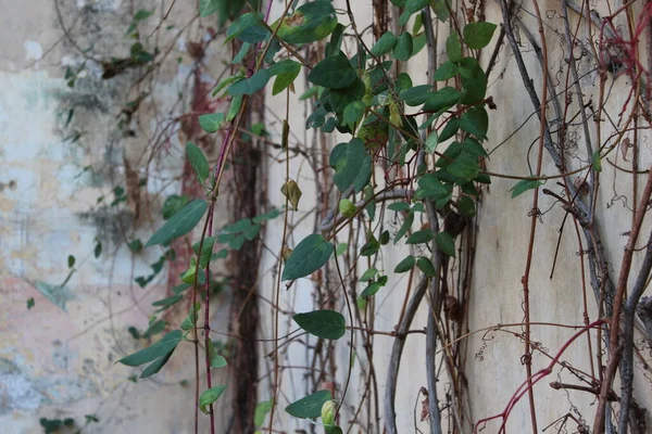 Растительные Листья Стене — стоковое фото