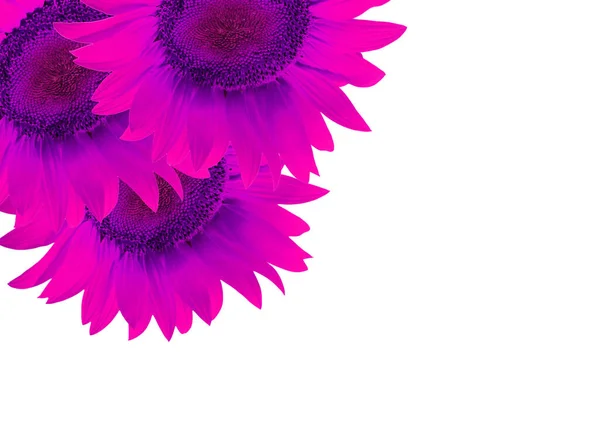 Güzel Pembe Çiçek Detayı — Stok fotoğraf