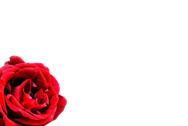 Ładny Czerwony Róża Zdjęcie Szczegółowo — Zdjęcie stockowe