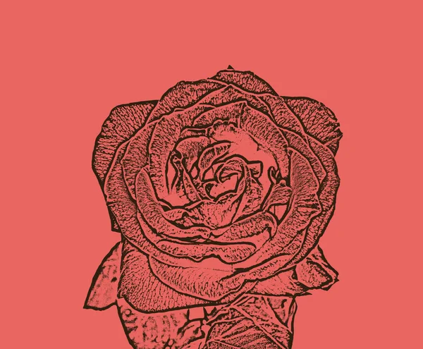 Деталь Иллюстрации Красной Розы — стоковое фото