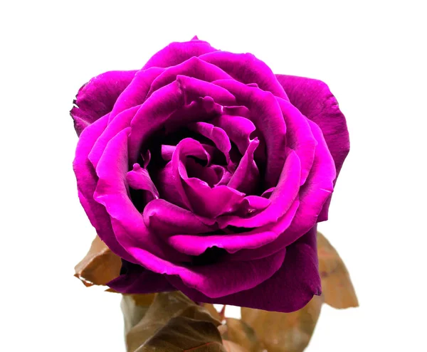 Nice Pink Rose Photo Detail — Stock Photo, Image