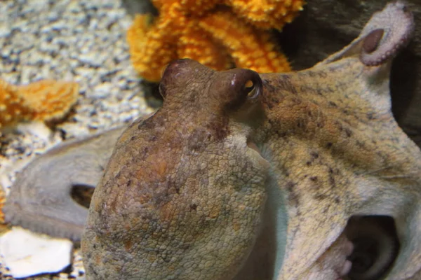 Grote Octopus Close — Stockfoto