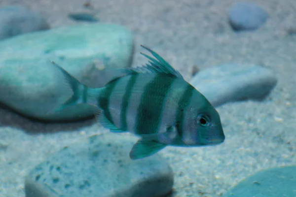 Aquariumvissen Van Dichtbij — Stockfoto