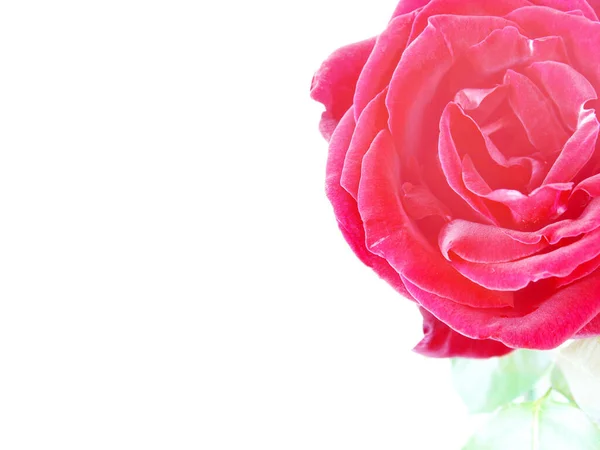 Nice Red Rose Photo Detail — Stock Photo, Image