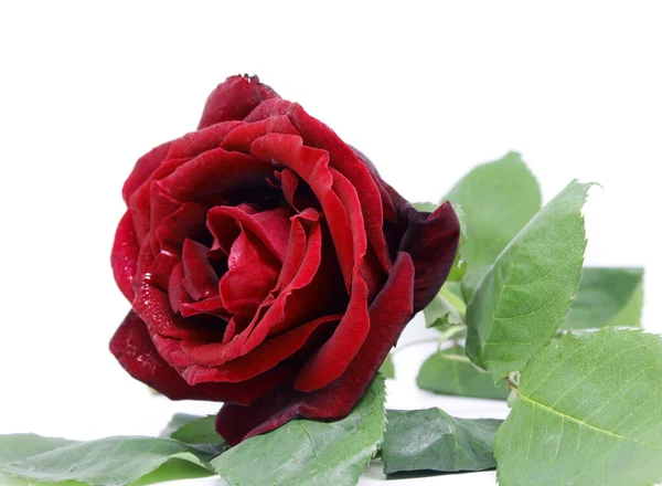漂亮的红玫瑰照片细节 — 图库照片