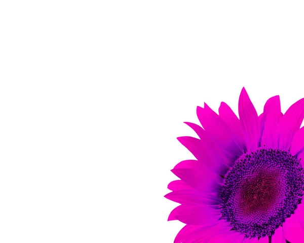 Güzel Pembe Çiçek Detayı — Stok fotoğraf