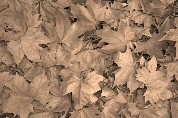 Trockene Blätter Foto Detail — Stockfoto
