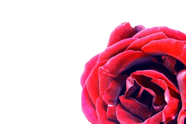 Nice Red Rose Photo Detail — Stock Photo, Image