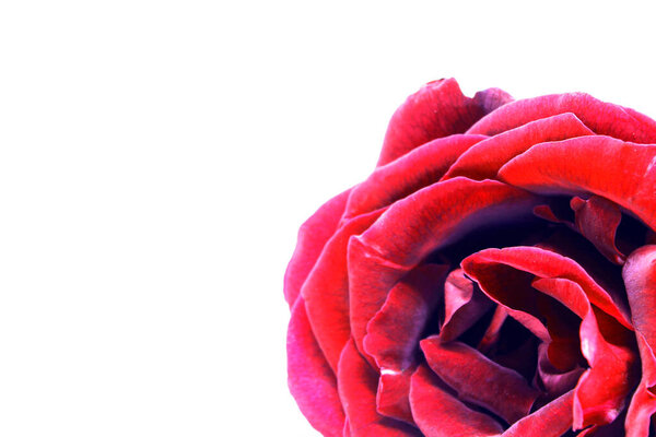 Nice red rose photo detail