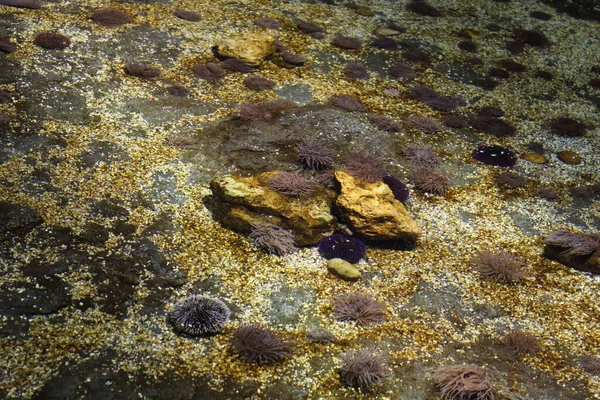 Onderwater Oceaan Close — Stockfoto