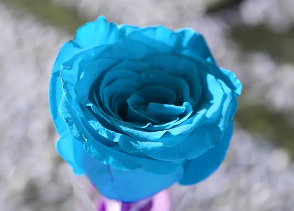 Nice Decorative Rose Close — Stock Photo, Image