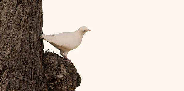 Taube Baum Foto Detail — Stockfoto