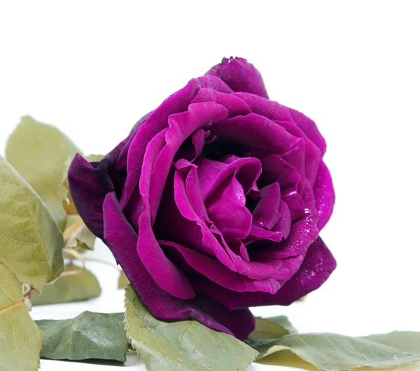 漂亮的粉色玫瑰照片细节 — 图库照片