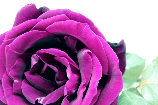 Nice Pink Rose Photo Detail — Stock Photo, Image