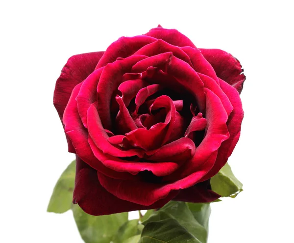 漂亮的红玫瑰照片细节 — 图库照片