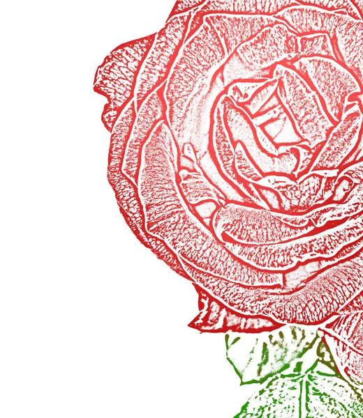 Détail Rose Rouge Illustration — Photo