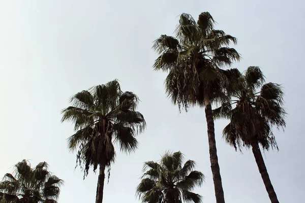 Nice Palm Trees Scene — Stock Photo, Image