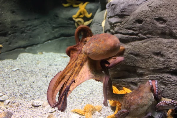 Pulpo Grande Cerca — Foto de Stock