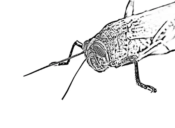 Creative Grasshopper Detail Close — Stock Photo, Image