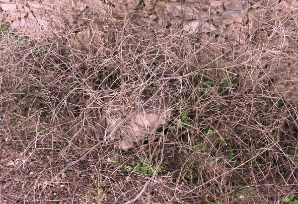 Wild Field Photo Detail Close — Stock Photo, Image