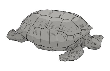 Kaplumbağa büyük vektör illüstrasyonu