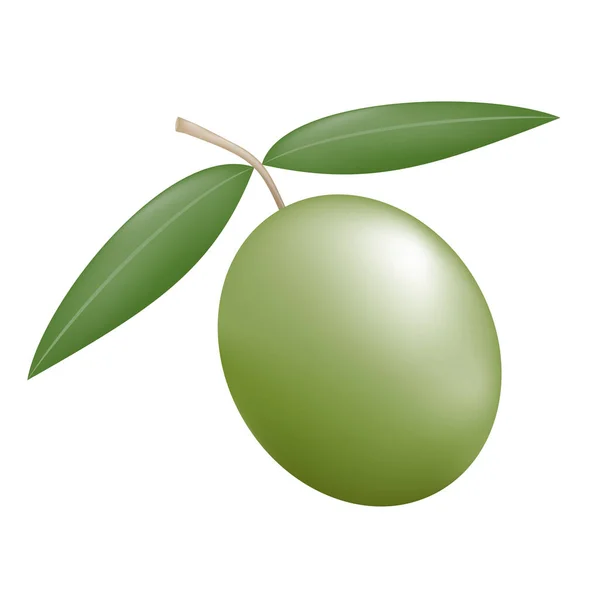 Nature Olive Vecteur Illustration — Image vectorielle