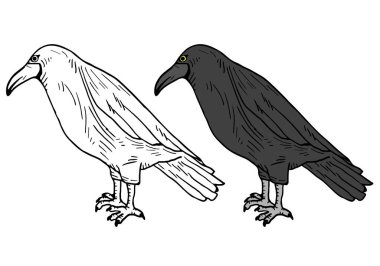 Renkli kuş vektör çizimi