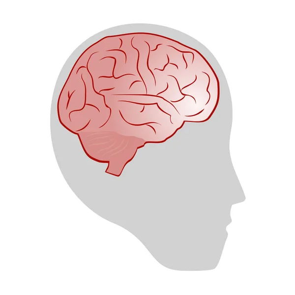 Diseño Creativo Del Cerebro Vector Ilustración — Vector de stock