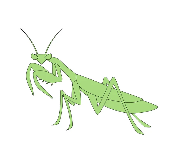 Illustrazione Creativa Del Vettore Mantis — Vettoriale Stock