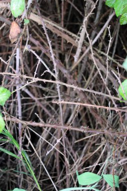 Saha fotoğrafının güzel bir resmi