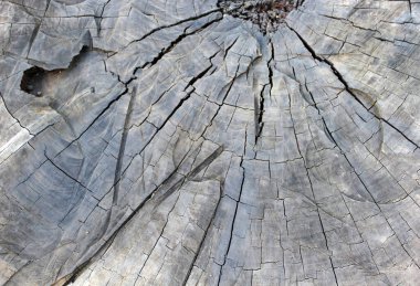 Eski ahşap dokusunun NIce resmi