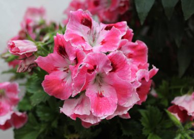 Güzel bahar çiçekleri.