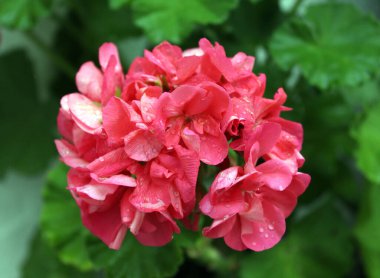 Güzel bahar çiçekleri.