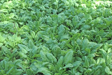 Saha fotoğrafının güzel bir resmi