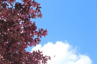 Saha fotoğrafının güzel bir resmi