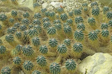 Kaktüs fotoğrafının güzel bir resmi.