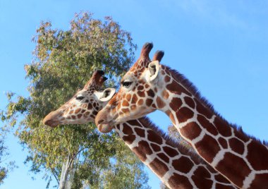 NIce imajının NIce imajı. NIce imajı yok.