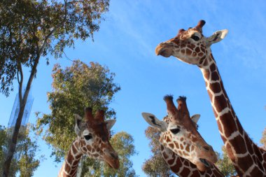 NIce imajının NIce imajı. NIce imajı yok.
