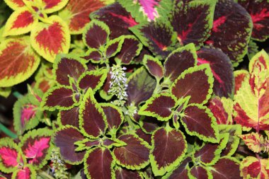 NIce imajının NIce imajı. NIce imajı yok.