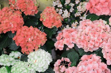 NIce imajının NIce imajı. NIce imajı yok.