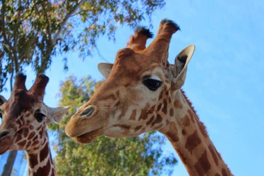 Zürafa fotoğrafının NIce resmi