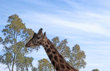 Zürafa fotoğrafının NIce resmi